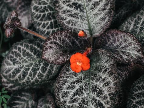 Episcia Flame Violet Houseplants